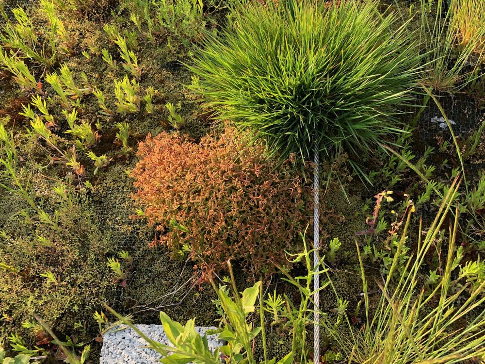 Mousses, graminées et petites plantes d’une toiture végétalisée
